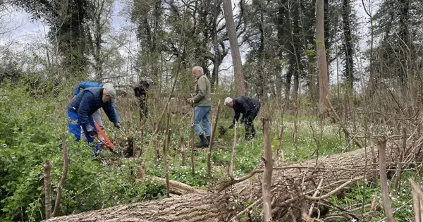Træk, sav og klip i Stævningsskoven