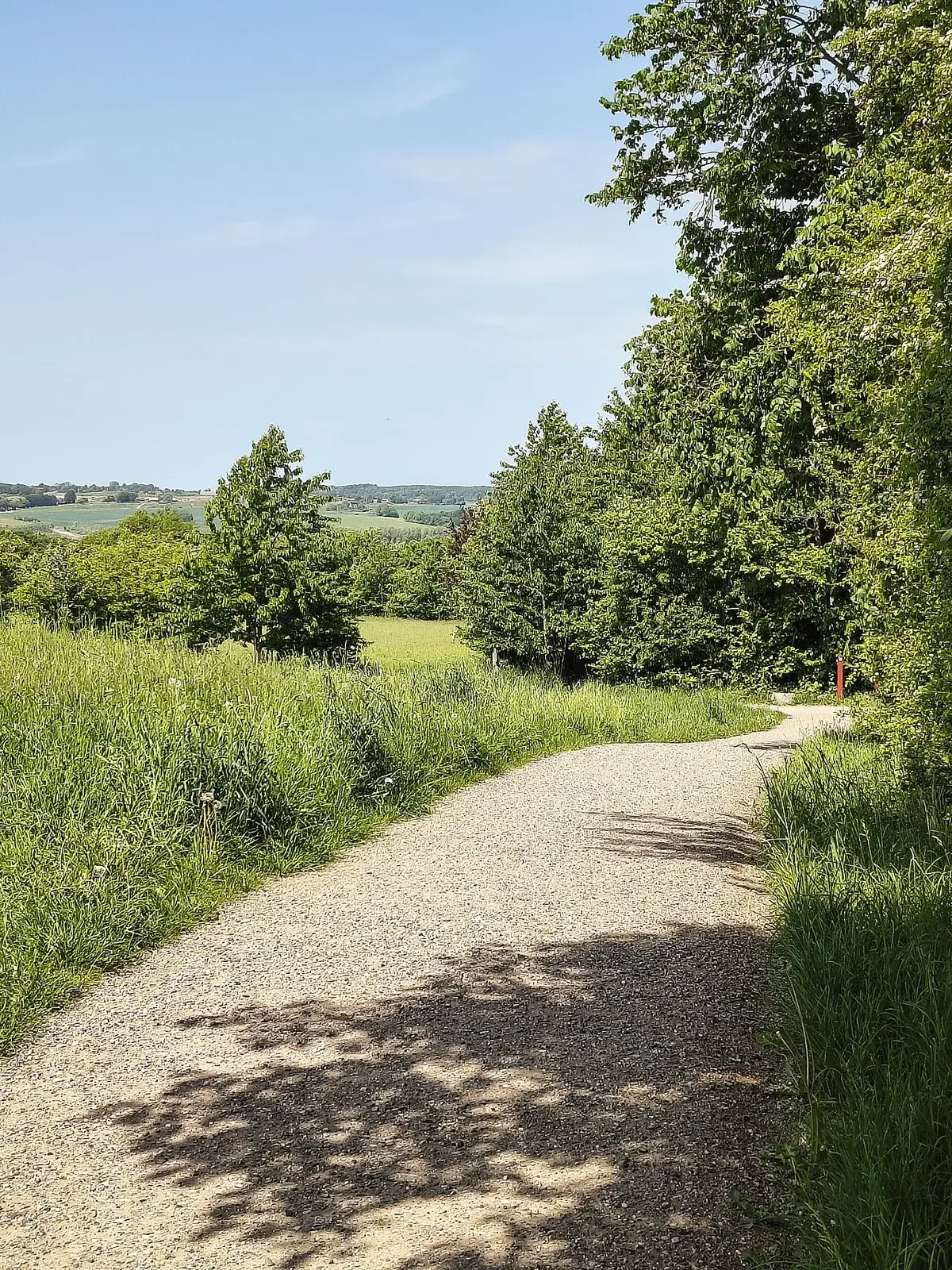 Gravel path with green trees and grass