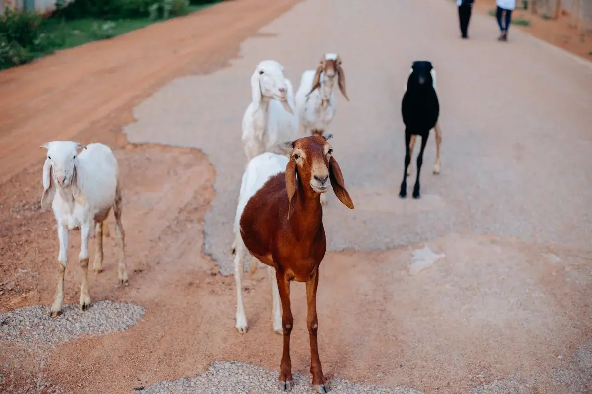 Group of goats walking on a worn road