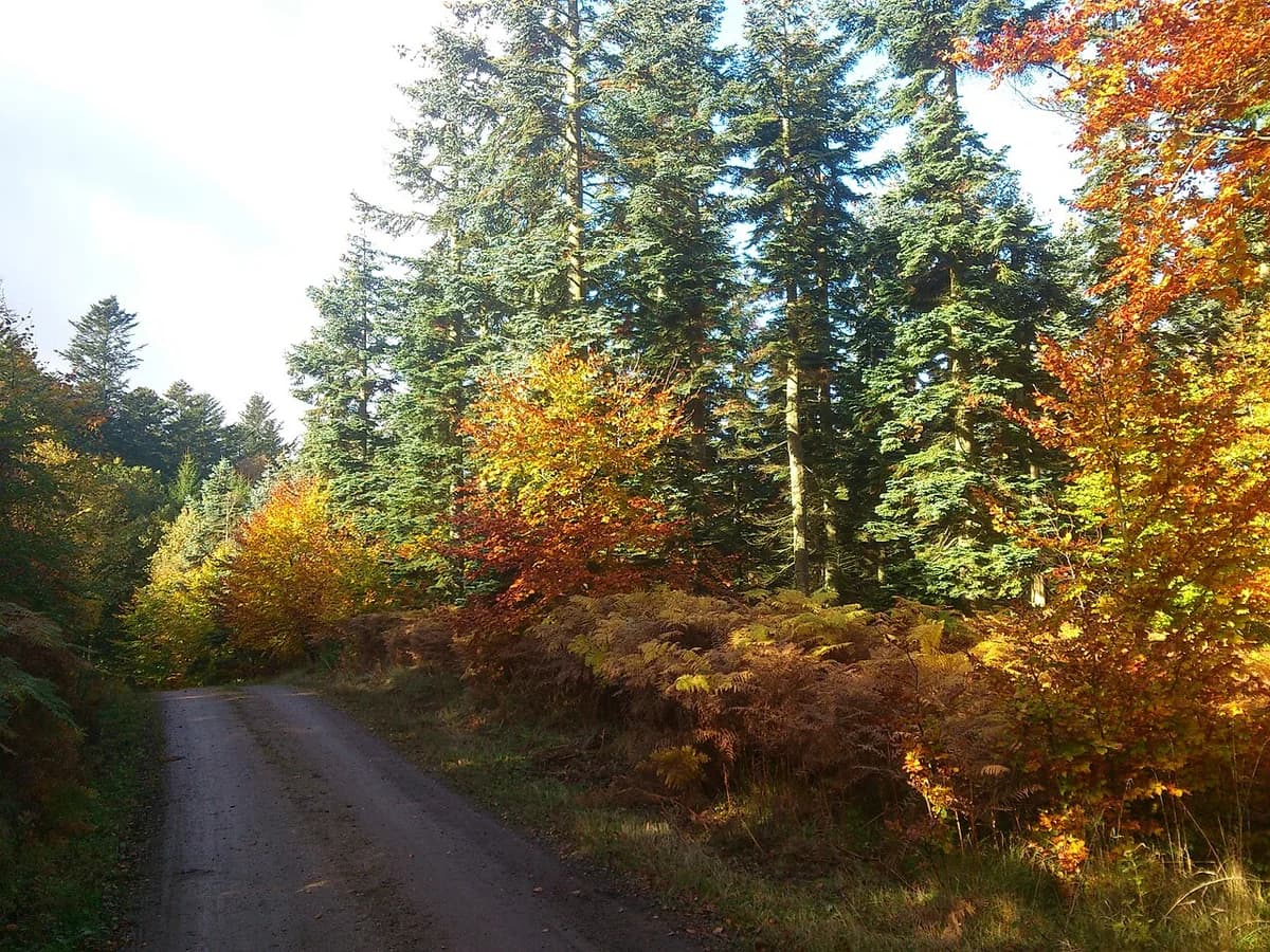 A dirt trail through a sunlit forest with autumn leaves.