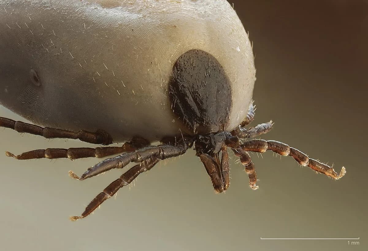 Macro close-up of a tick's mouthparts and front legs.
