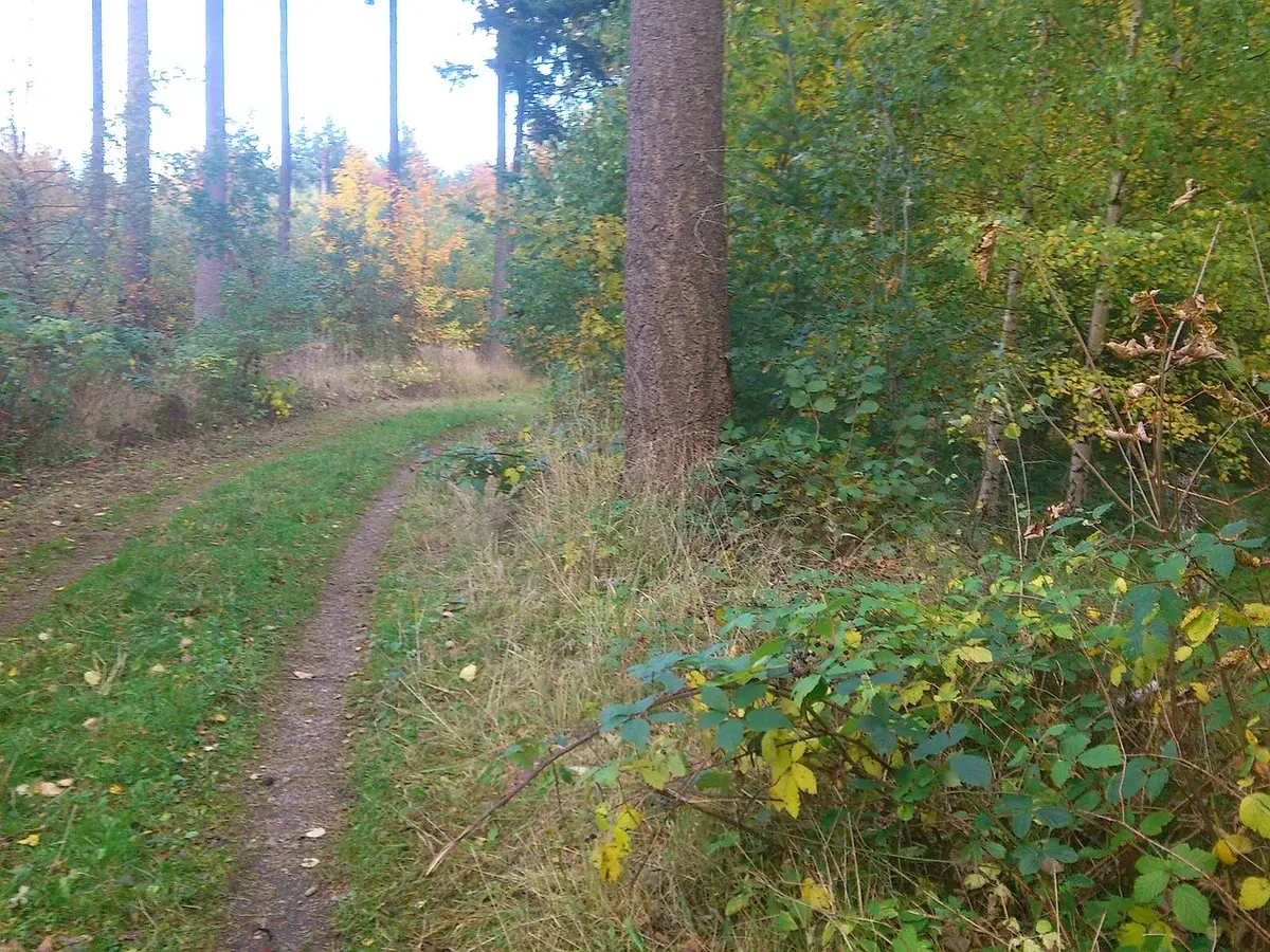 A forest trail winding through green woodland in autumn.