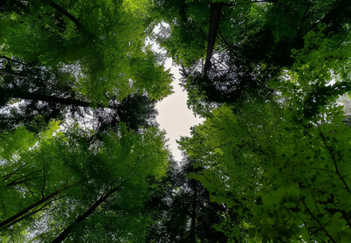 dense green tree canopy in a forest