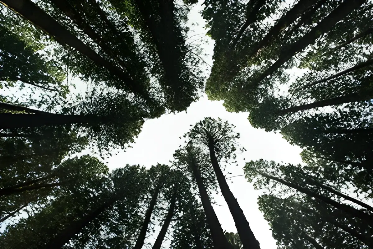 Looking up at tall pine trees in a forest