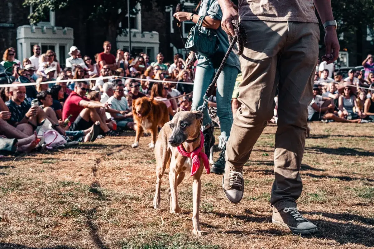 Handlers walk dogs past a seated crowd at an outdoor dog show in a park.