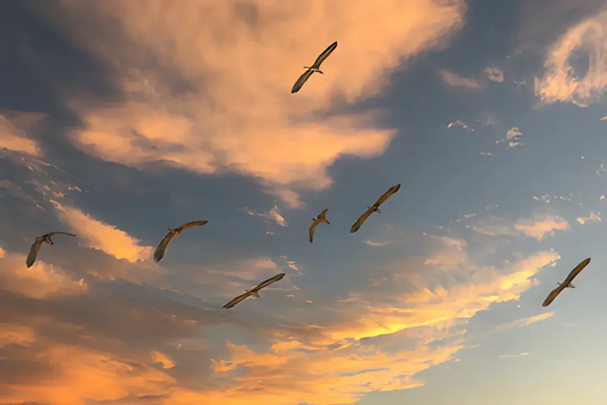 Birds flying in sky at sunset